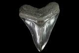 Serrated, Fossil Megalodon Tooth - Georgia #82725-1